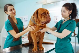 Paying for Emergency Vet Care